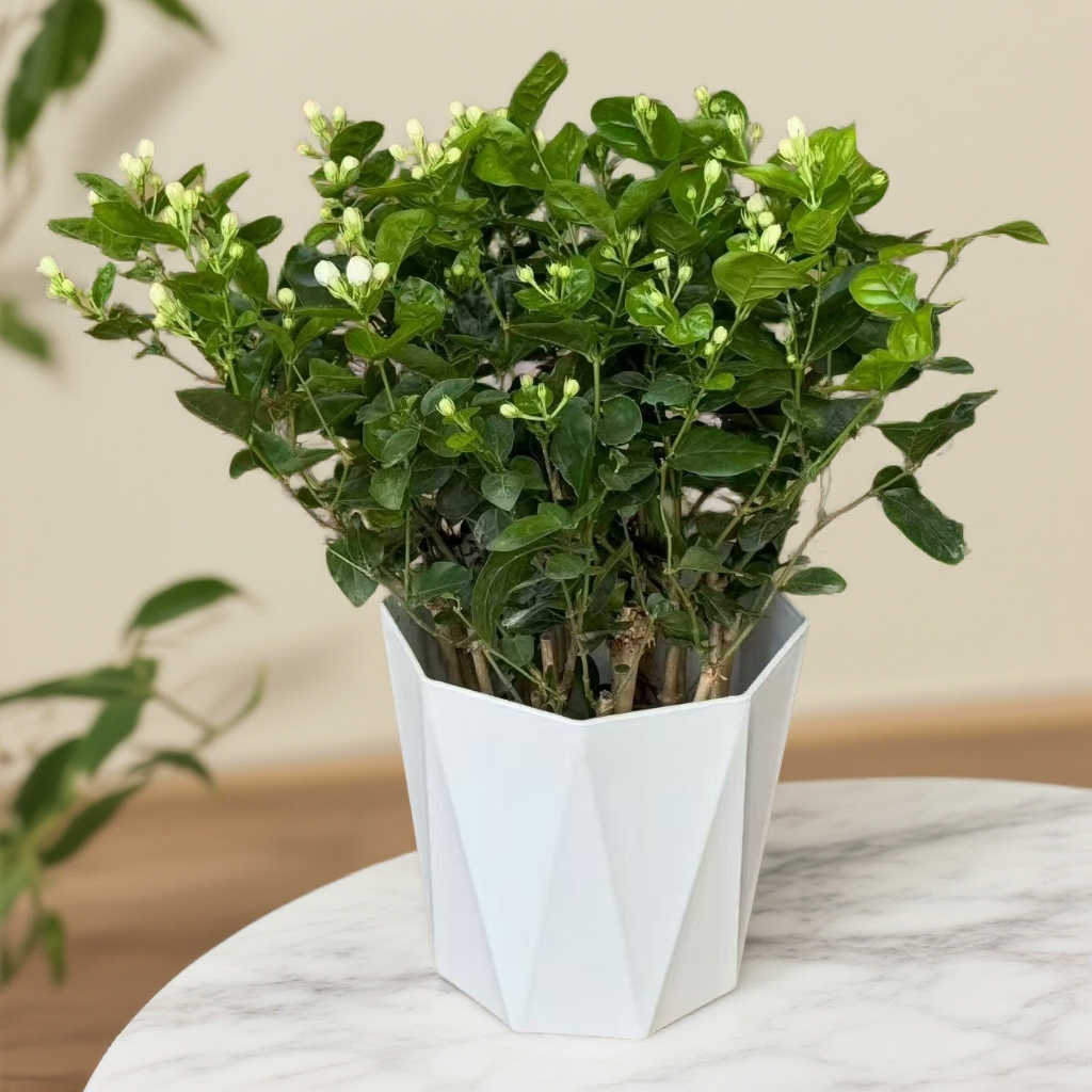 重瓣香水茉莉花盆栽室外阳台庭院绿植物好养活喜阳喜水