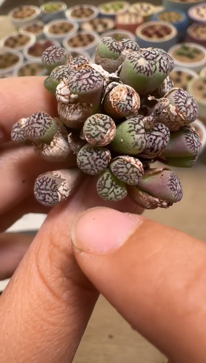 美丽的肉石头24-275