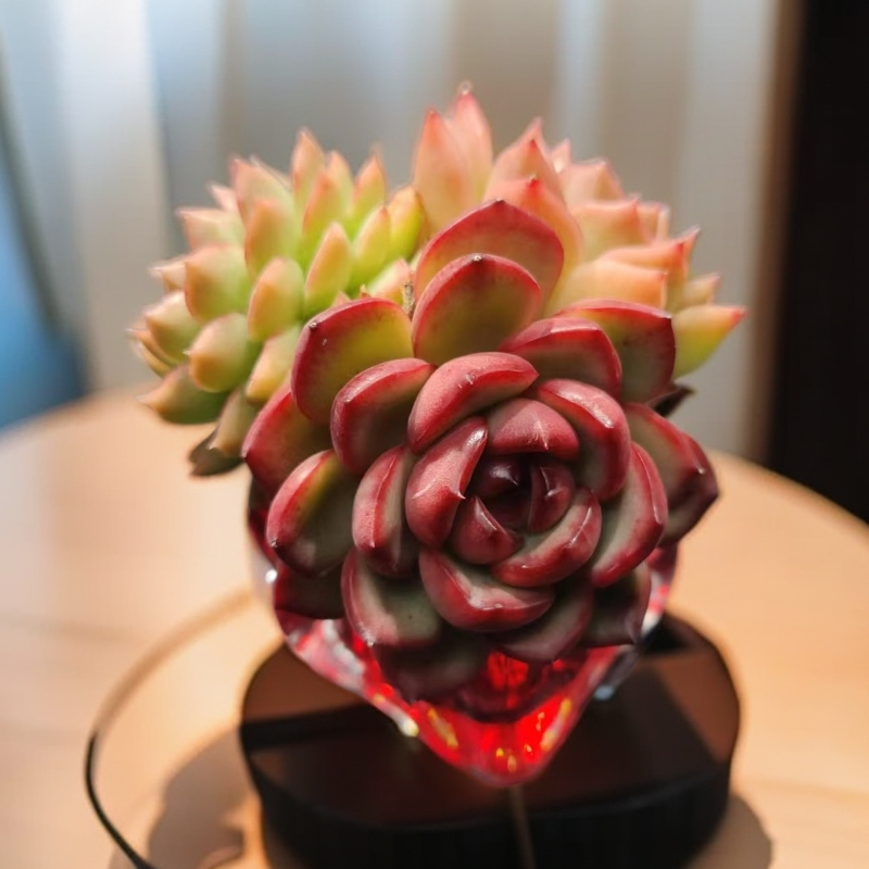 【②号】吉祥三宝大海绵--无土多肉单品（冠幅4-6cm起/送红色扭曲盆）