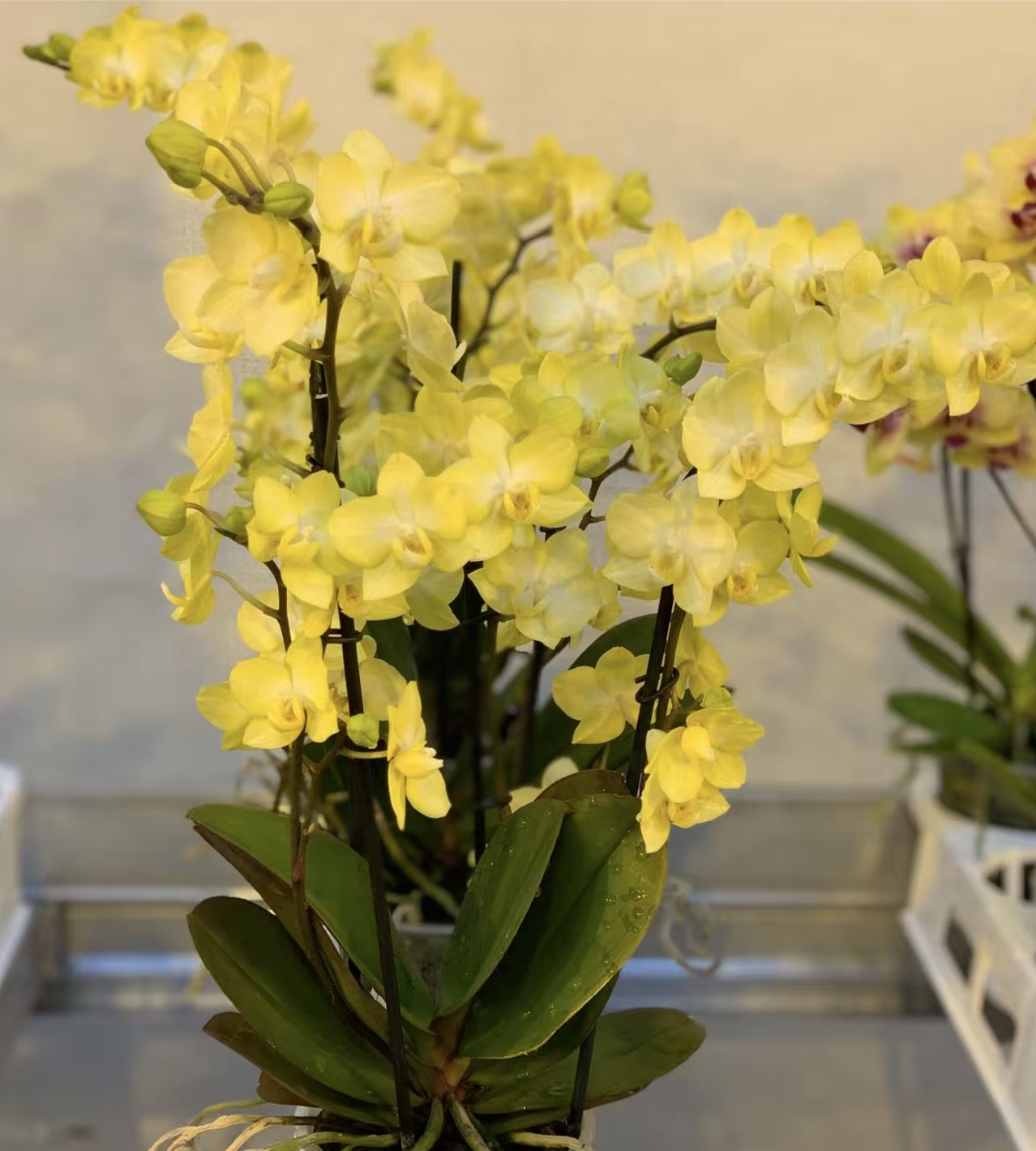 贵族品种 浓香型3个花剑 【阳光海岸】能爆多花剑 多季节开花 稀少