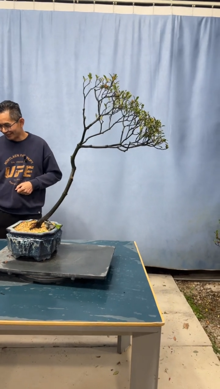 【闪购商品】盆景春花