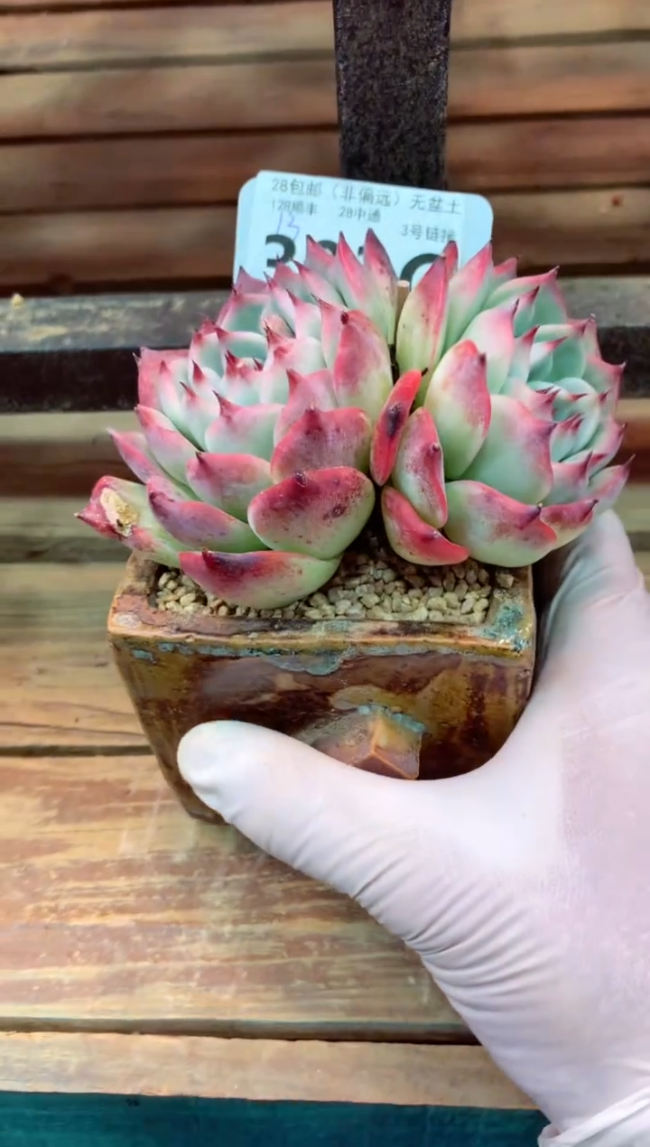 303G（一物一拍，精品多肉，w所见即所得 ）