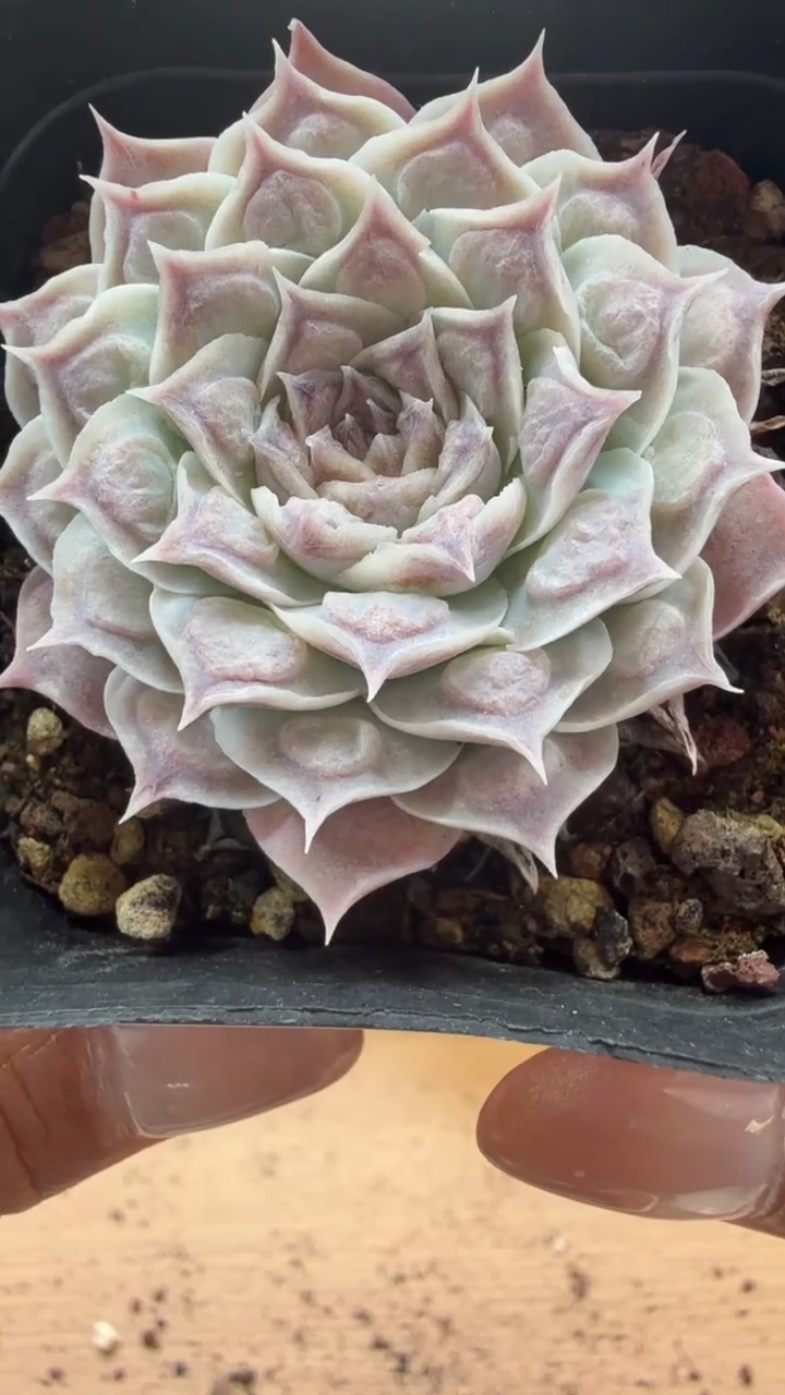 东云多肉园二店-141