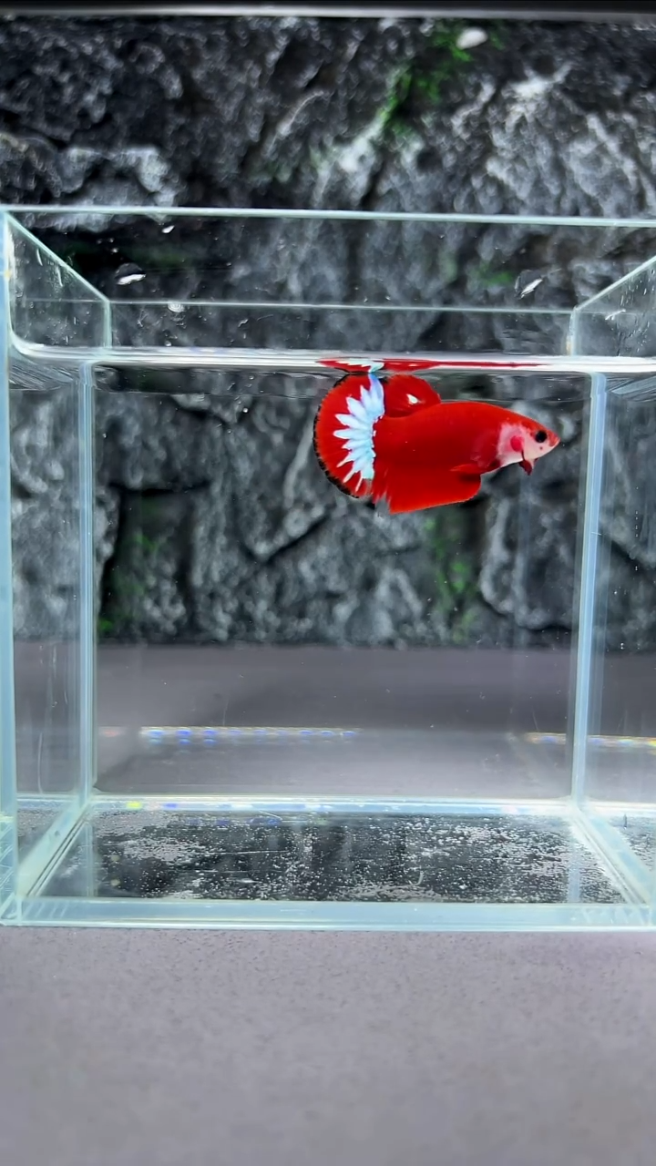 斗鱼斗鱼竞拍A067