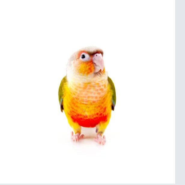 齐毛手养可训亲人粘人宠物鹦鹉活体