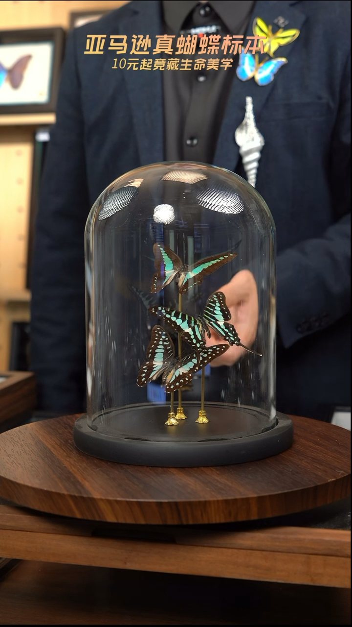 三青凤蝶组合玻璃罩款