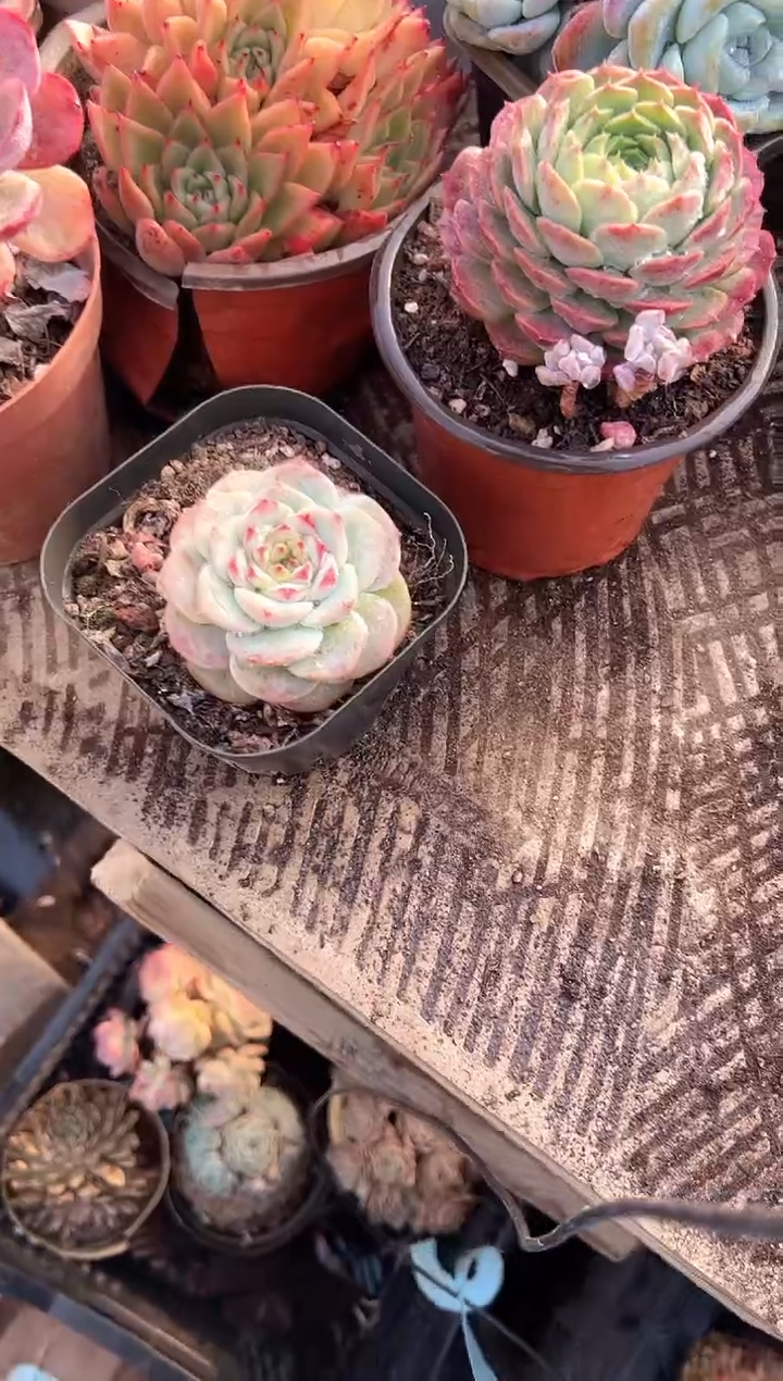 似**识阿迷洲多肉花卉28287