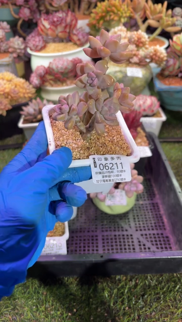 【闪购商品】06211