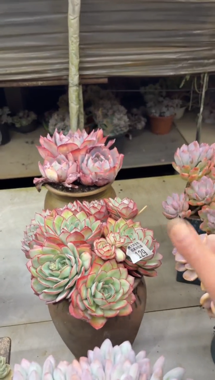 橙*子黑大帅多肉129牡丹亭