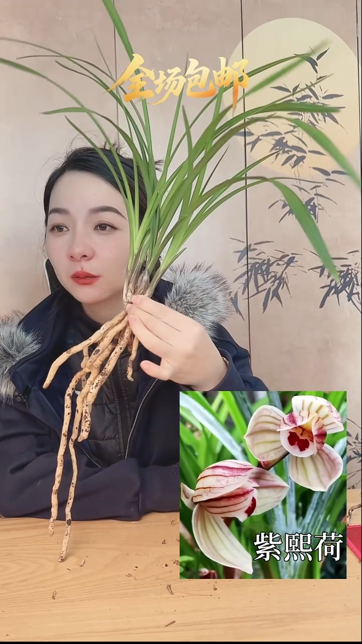 当前无花栽培后可以开花：紫熙荷