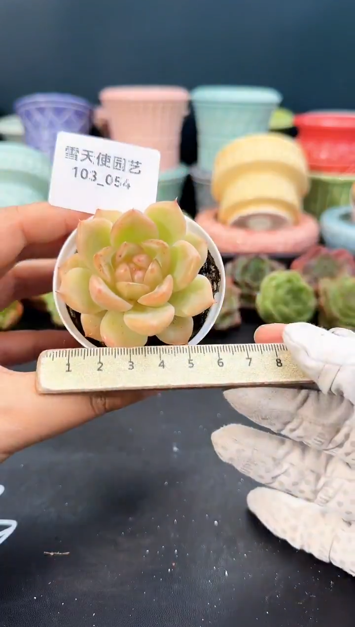 103- 054 青山 （冠幅5cm）