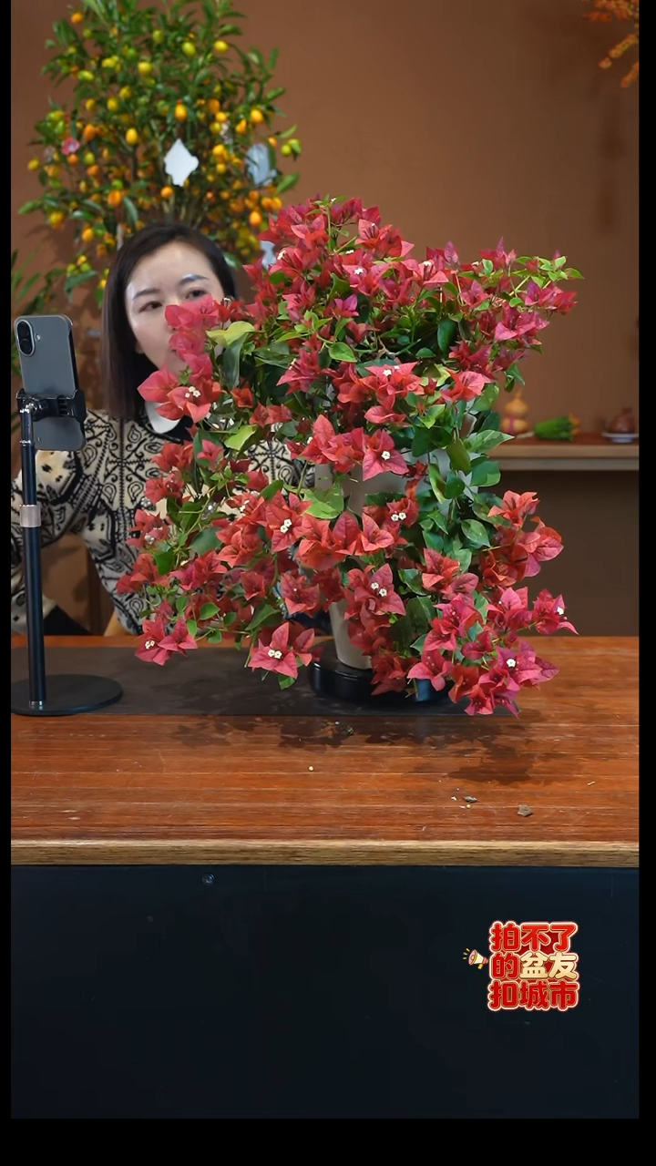 全部花朵枣红三角梅