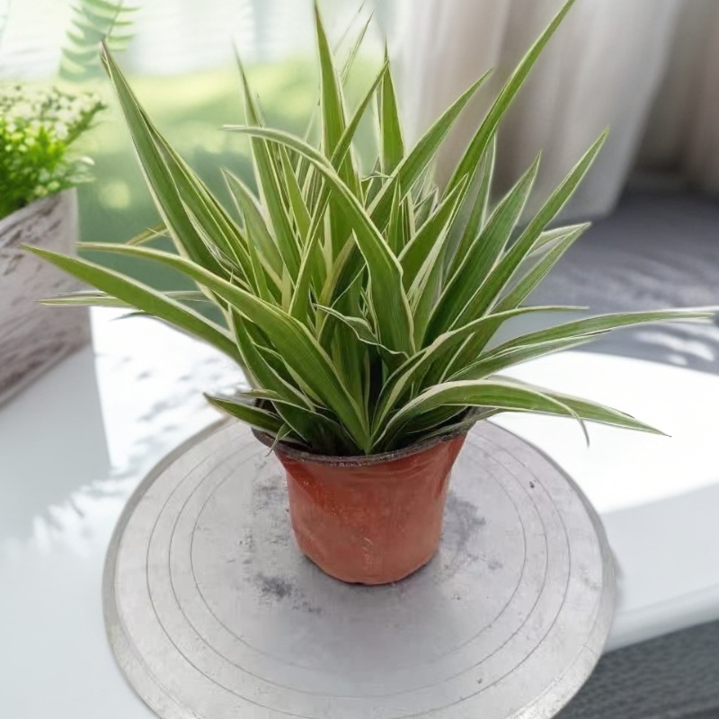 土培金边吊兰盆栽绿植垂吊型（无藤条）