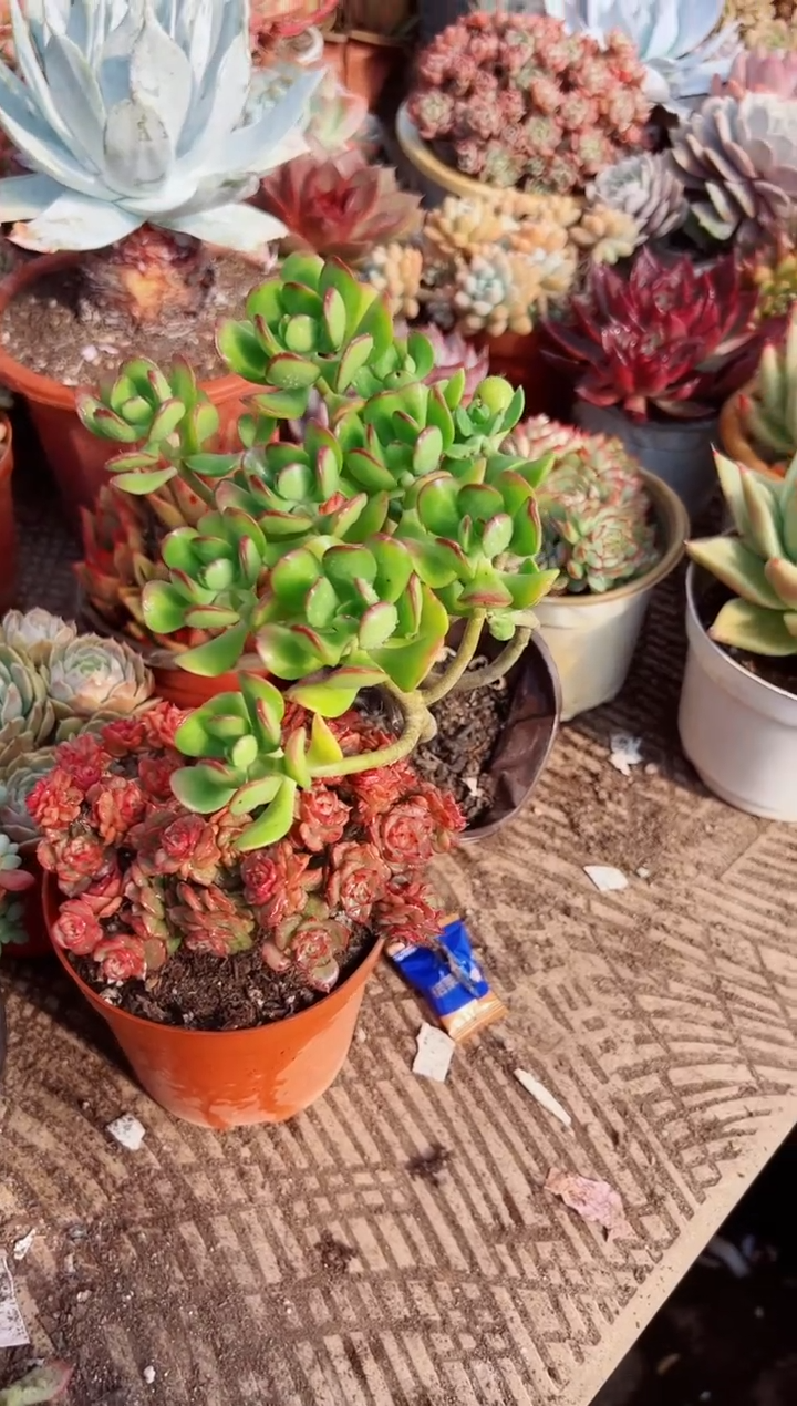 昕*多肉植物一物一拍07010