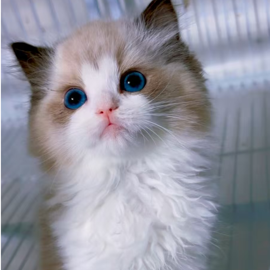 （芳姐家）T猫咪活体
