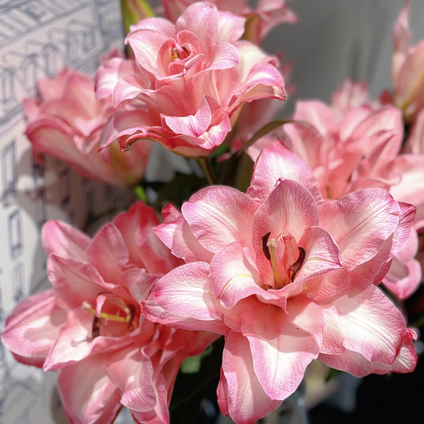 （睿睿单拍）SS级布朗尼重瓣香水百合 云南基地现采现发 一单也包邮