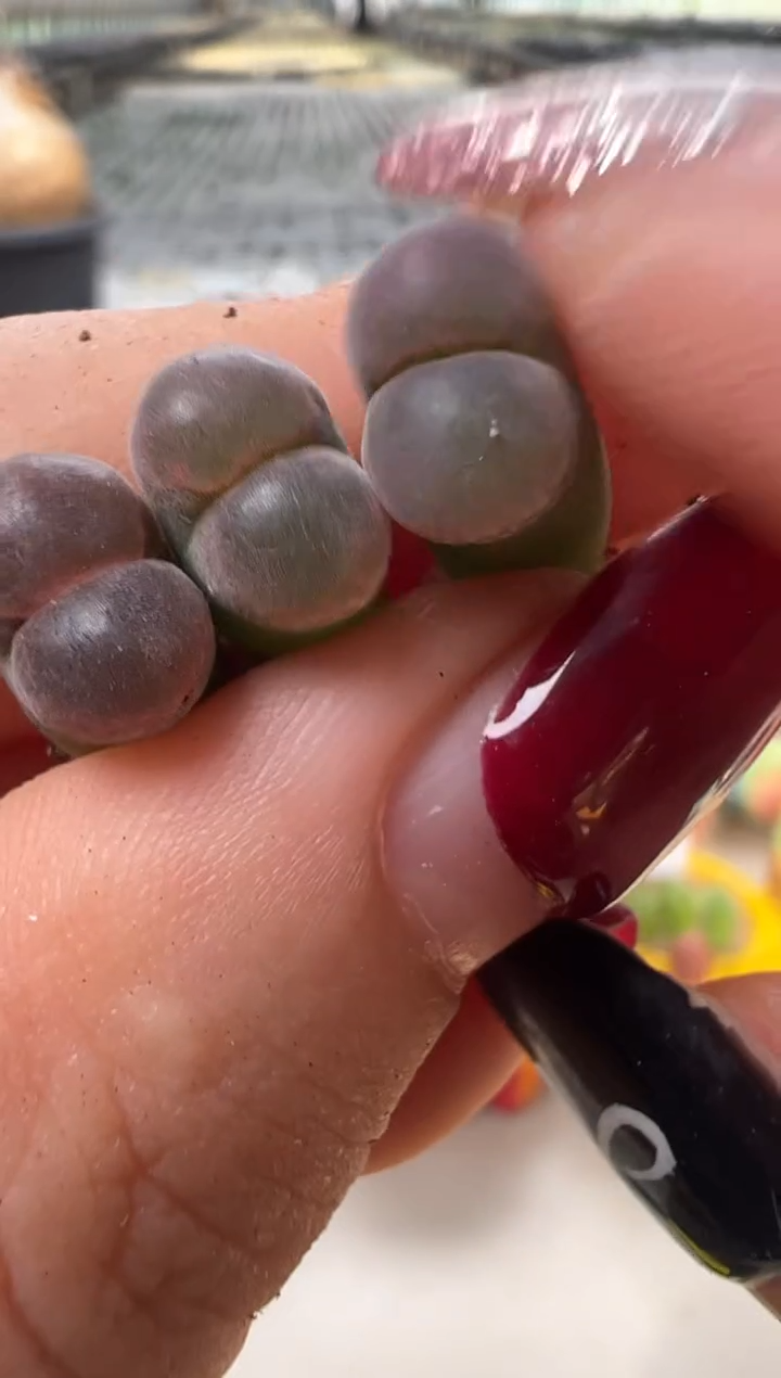 25  3颗。。。。。。。。。。。。。.