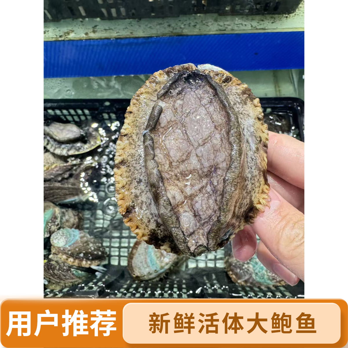 鲜活鲍鱼1个装可处理