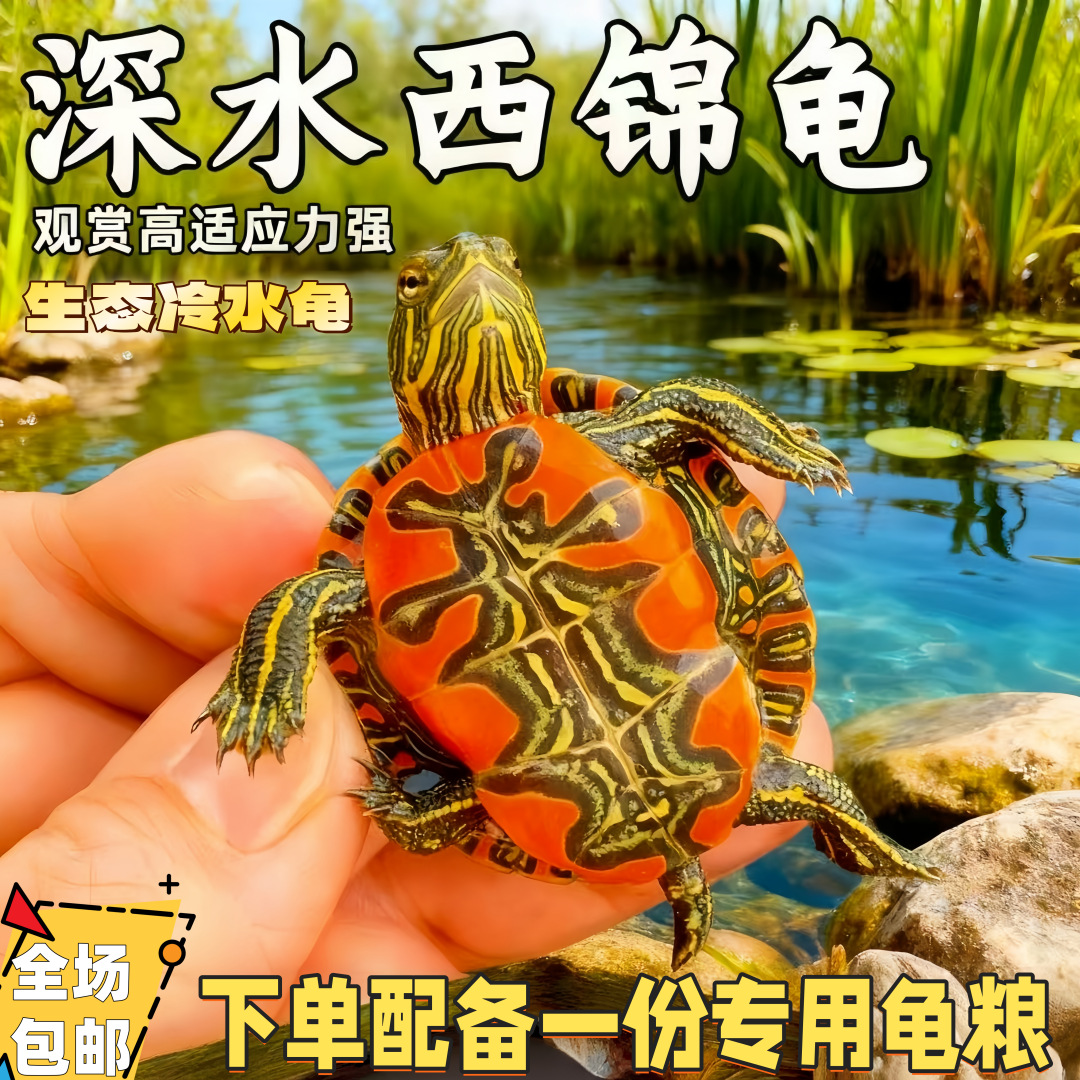 【6-7厘米】西锦龟适合鱼缸家养外塘冷水生态养殖宠物龟