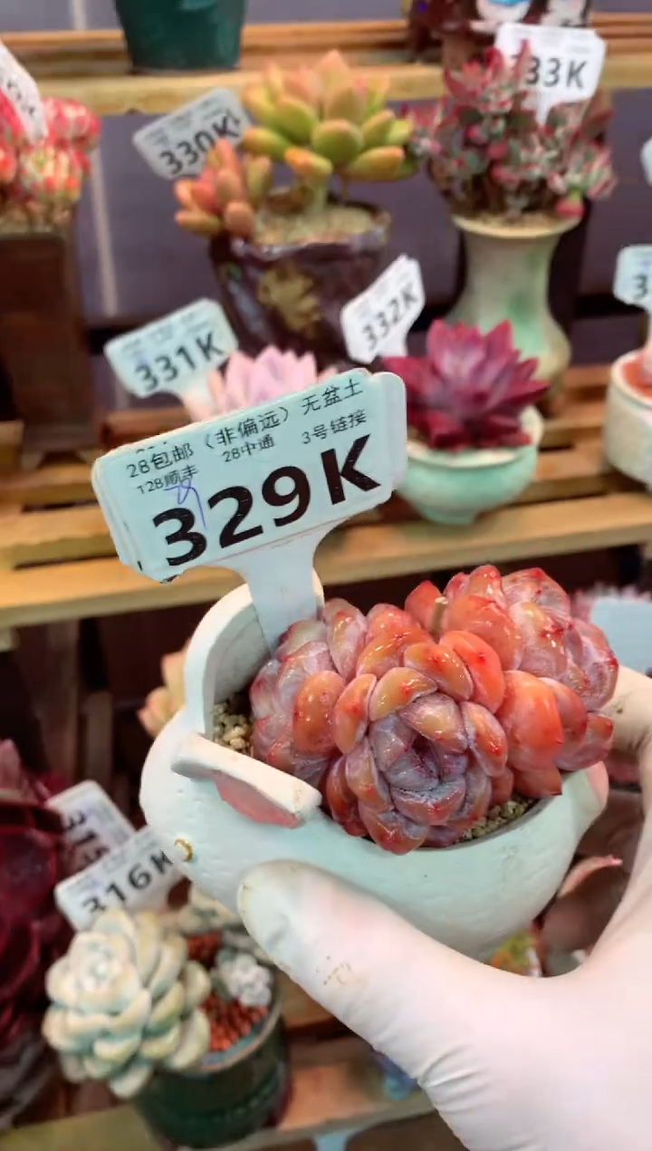 329K（一物一拍，精品多肉，所见即所得 ）