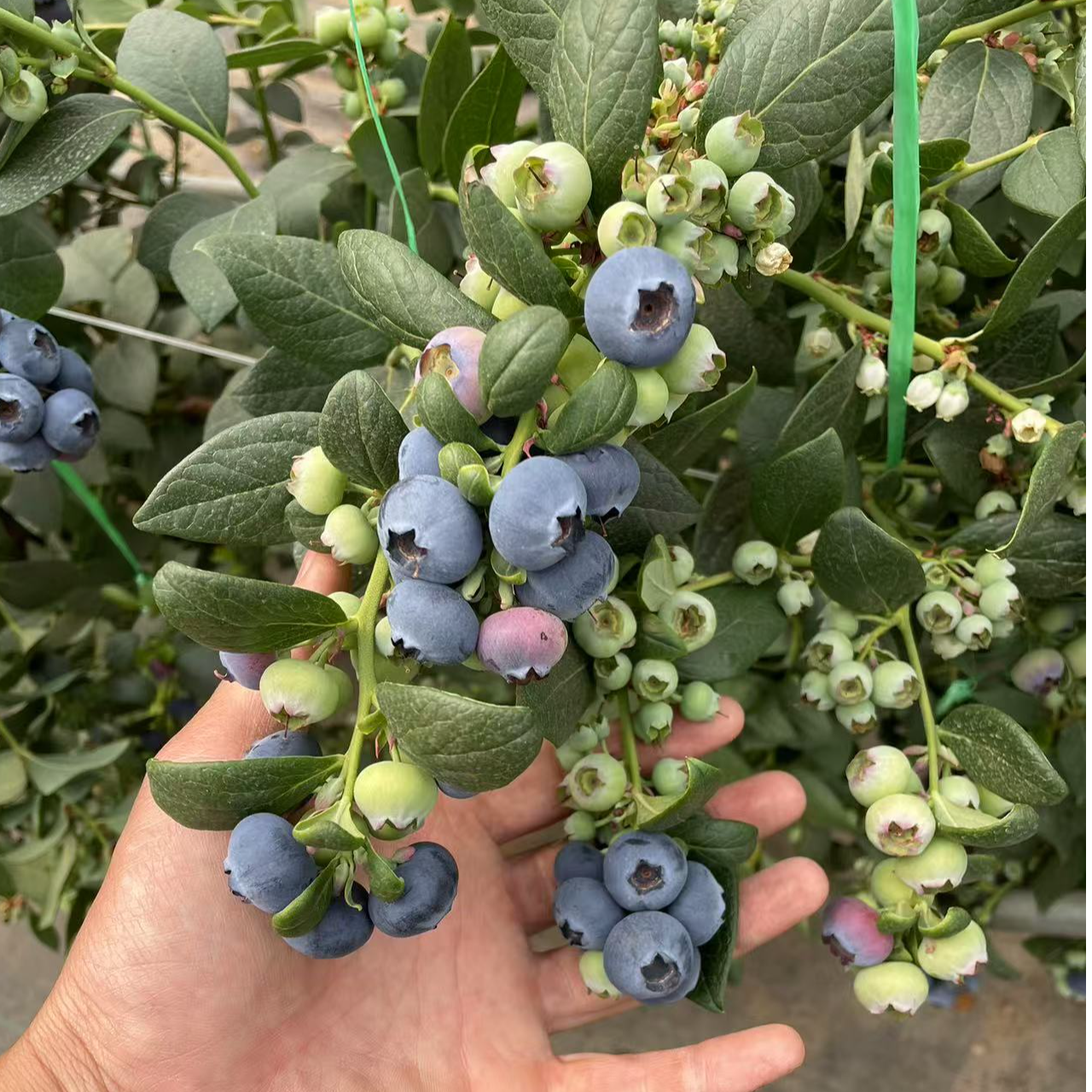 蓝莓苗带花带果蓝莓树苗南方北方可种阳台庭院