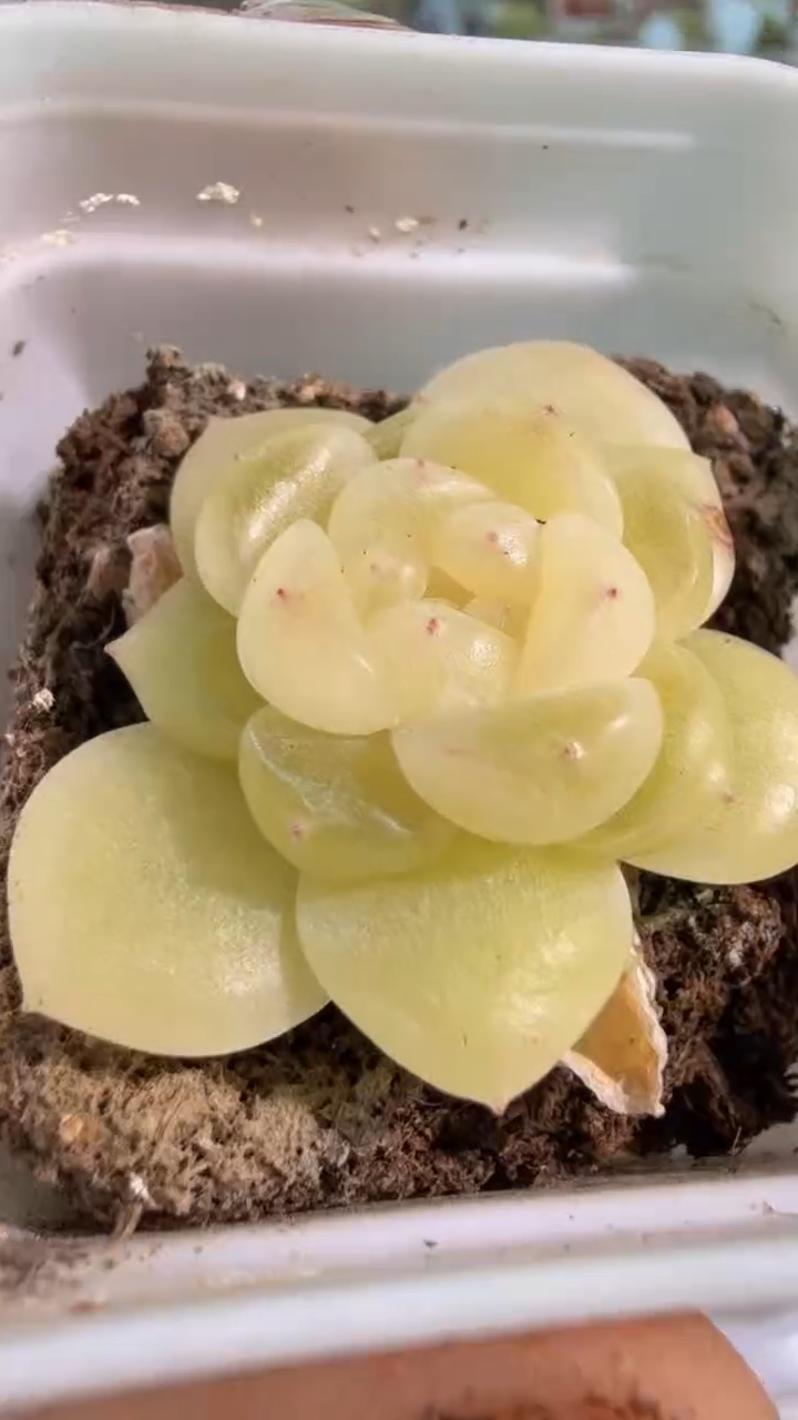 CF10 五方一盆 单双混 量拍混发