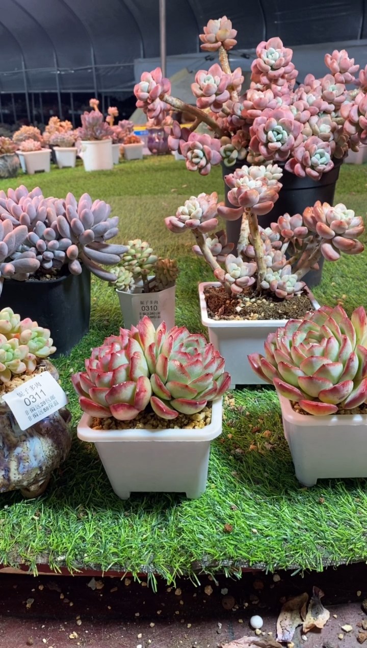 【闪购商品】2222a