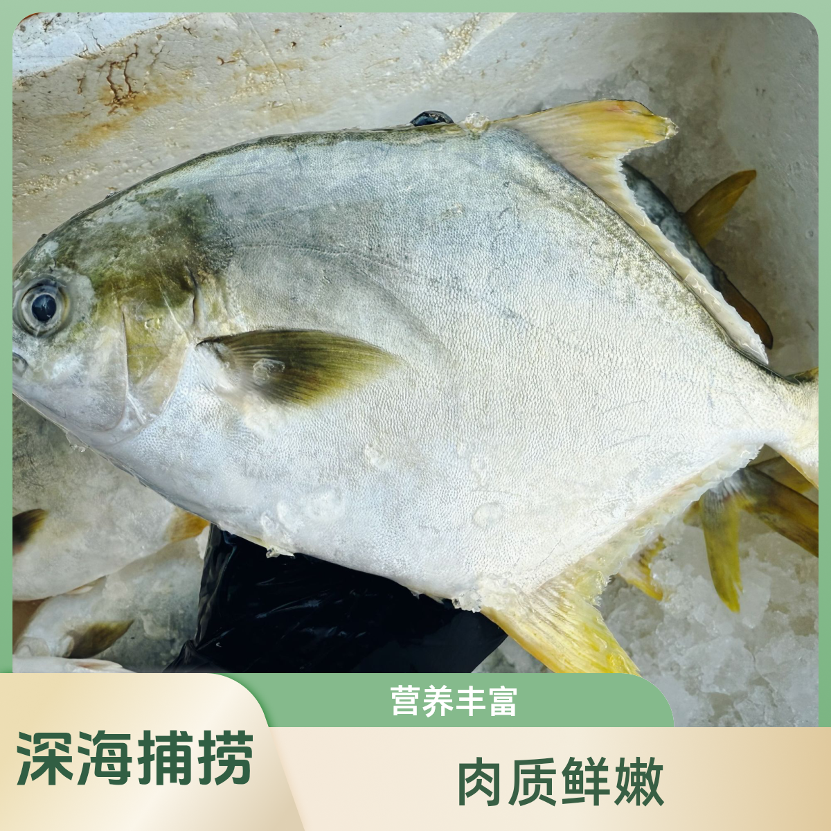 顺丰次日达深海金鲳鱼7条装阳江发货肉质鲜美新鲜速冻发货不帮杀