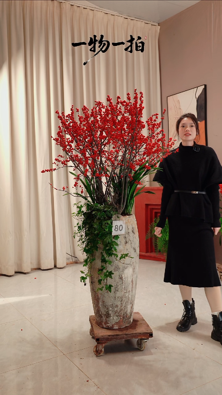 完全开放草****光80号冬青链接