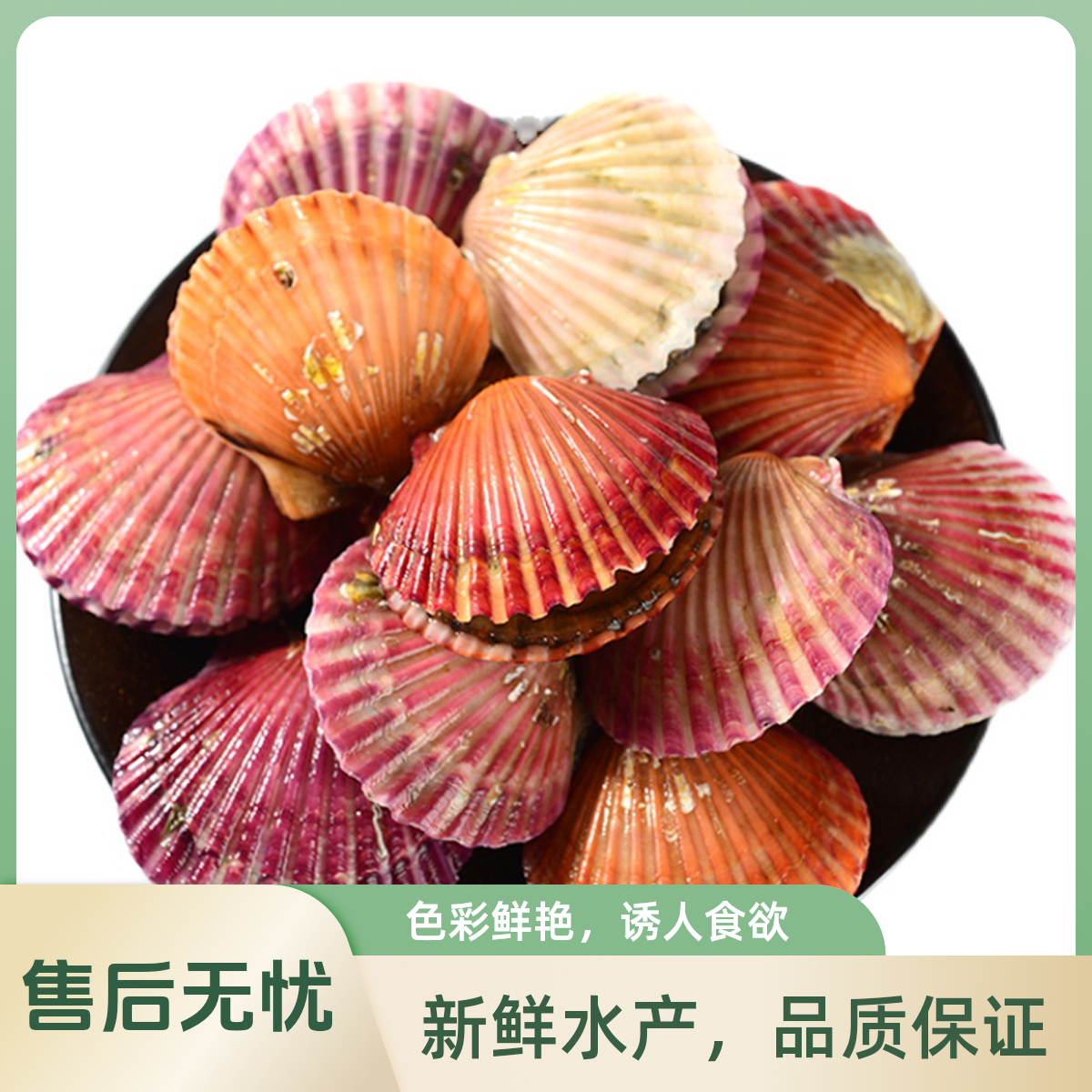 【港威海鲜】红贝-扇贝3斤