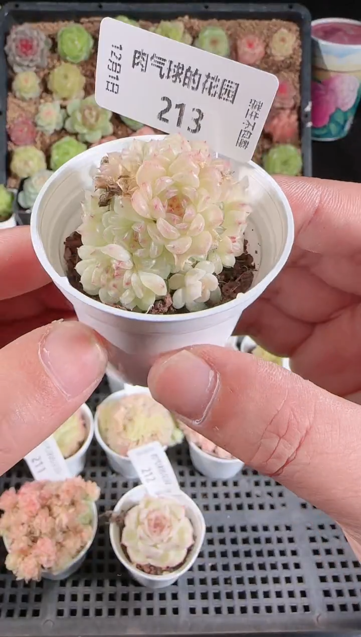  1201-213菠萝23-4多肉群生不包整