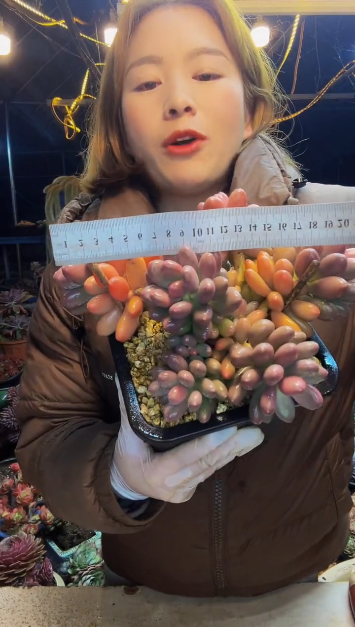 110号一物一拍脱土包邮