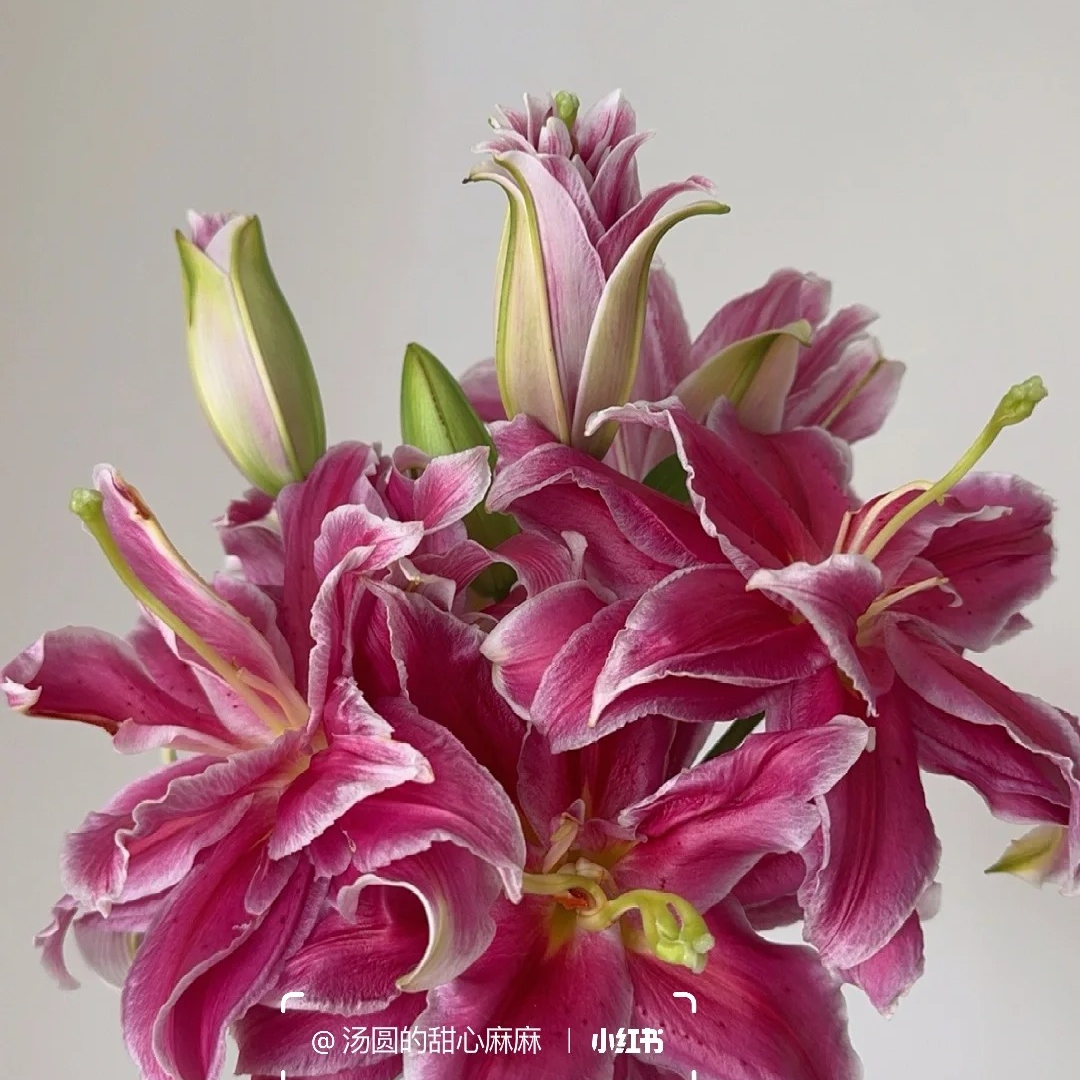 【挚爱】重瓣香水百合一单包邮云南鲜花昆明基地现采现发