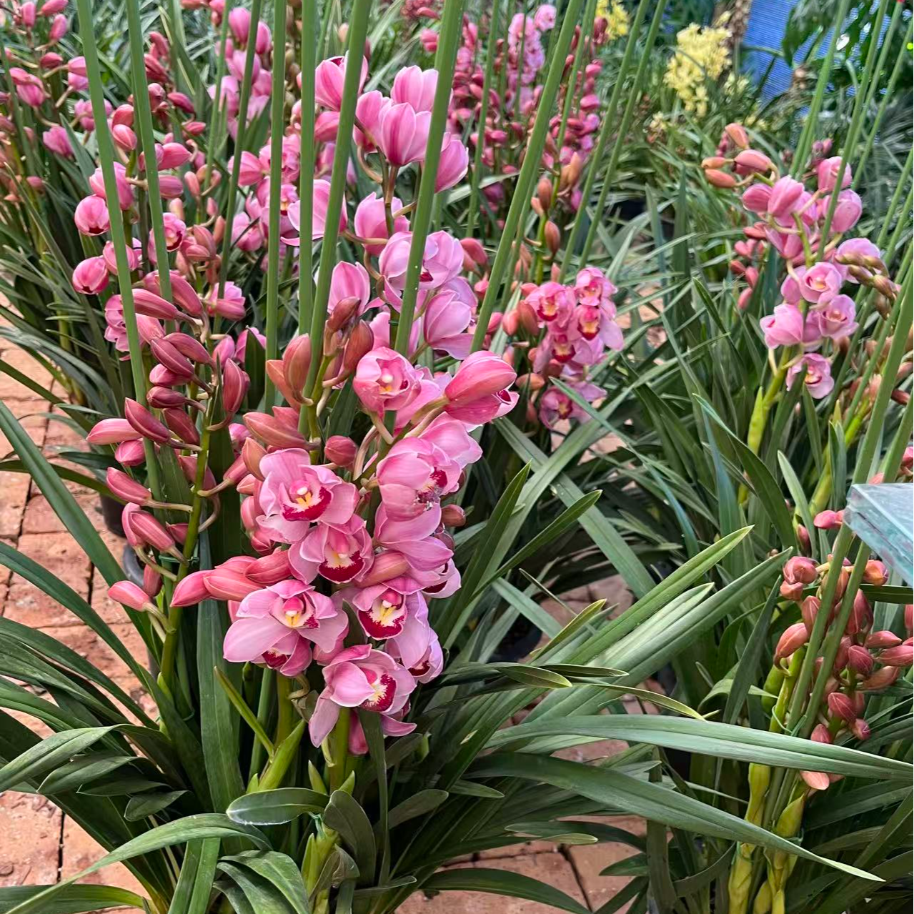 【福星】大花蕙兰落地款粉色系大花