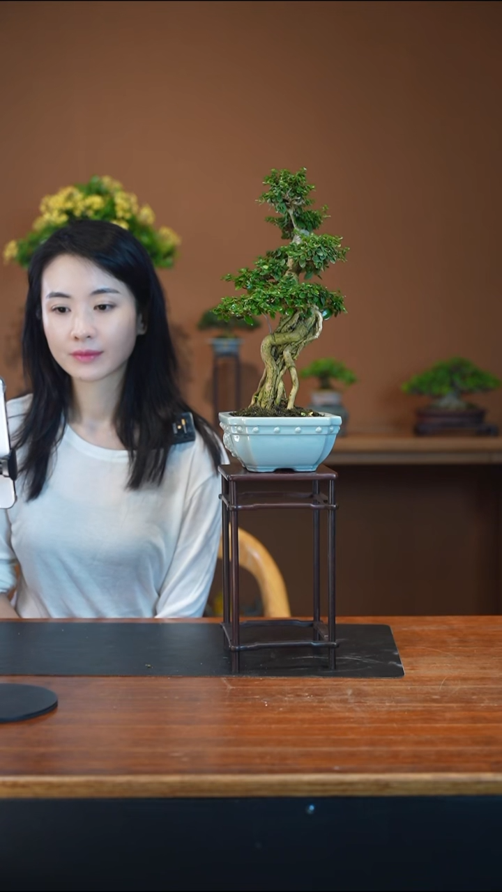 全部花朵招****?寿娘子盆景盆景盆景