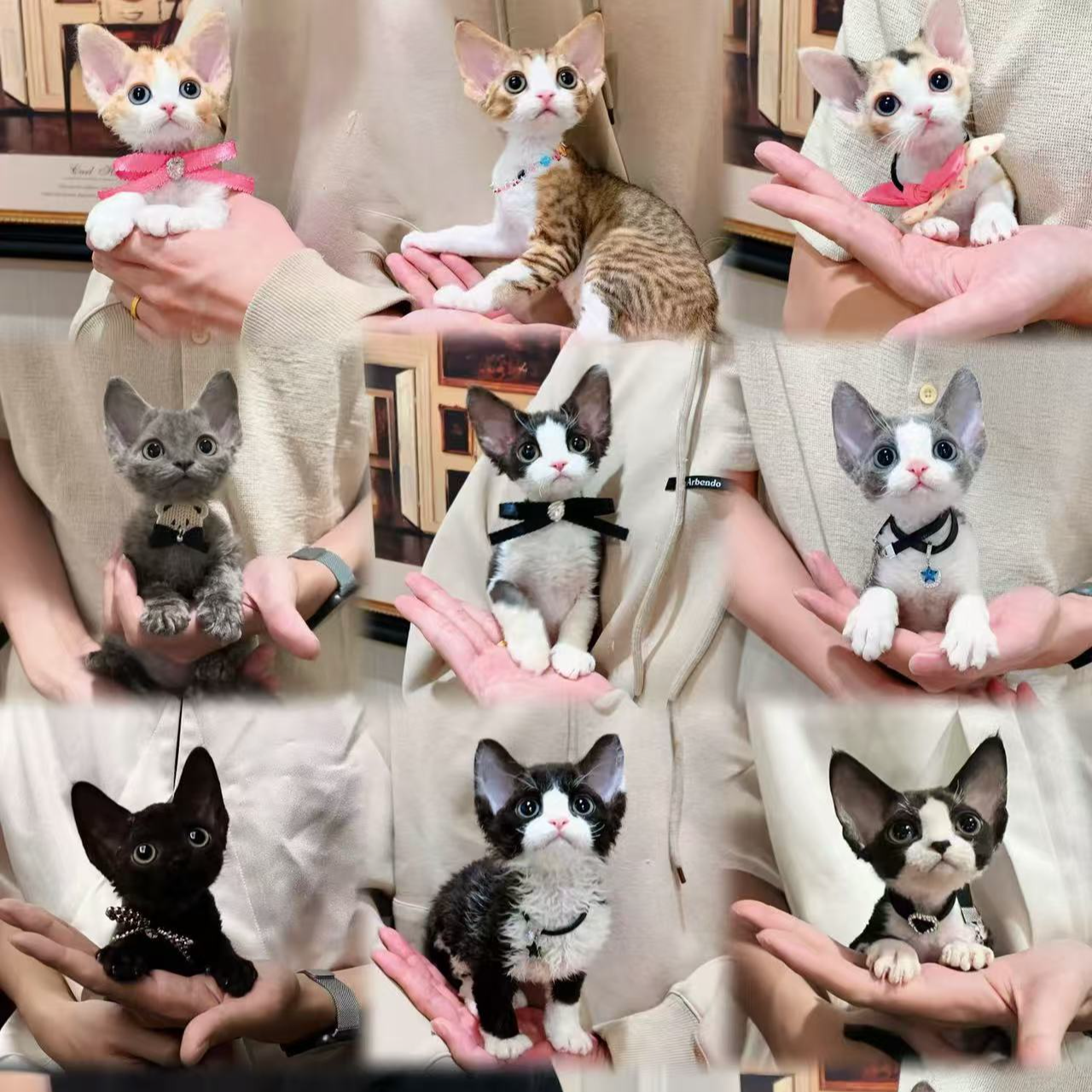 恒珀德文卷毛猫甄选。多花色