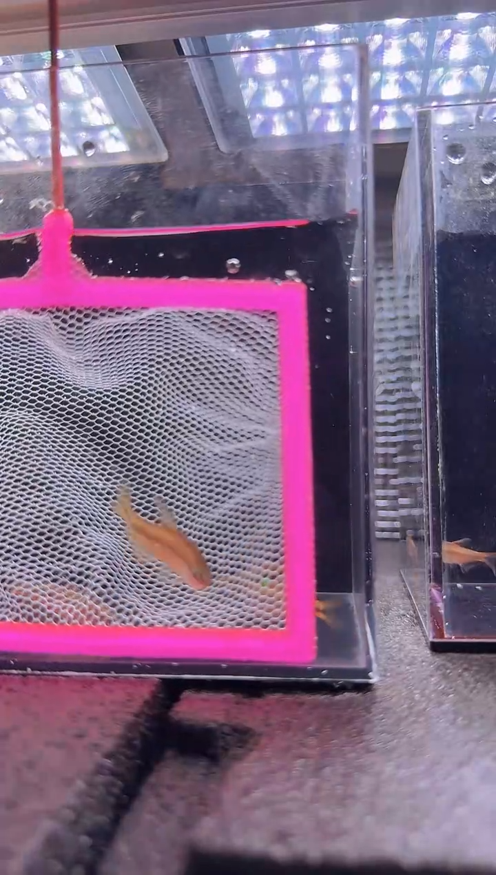 灯科鱼怀**?超级黄魔鬼