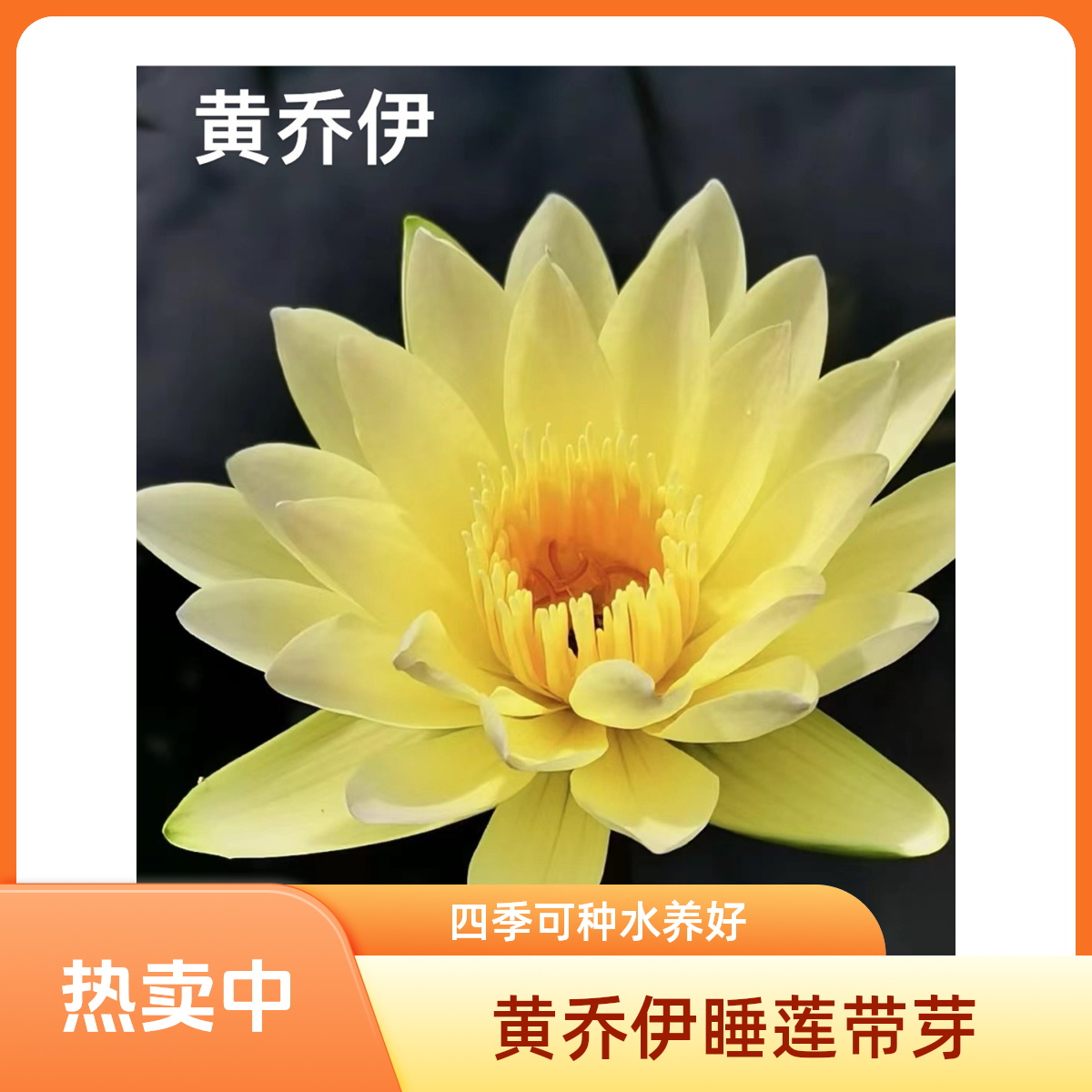 黄乔伊水培睡莲带芽植物四季水养莲花盆栽水池塘花卉带花苞根块