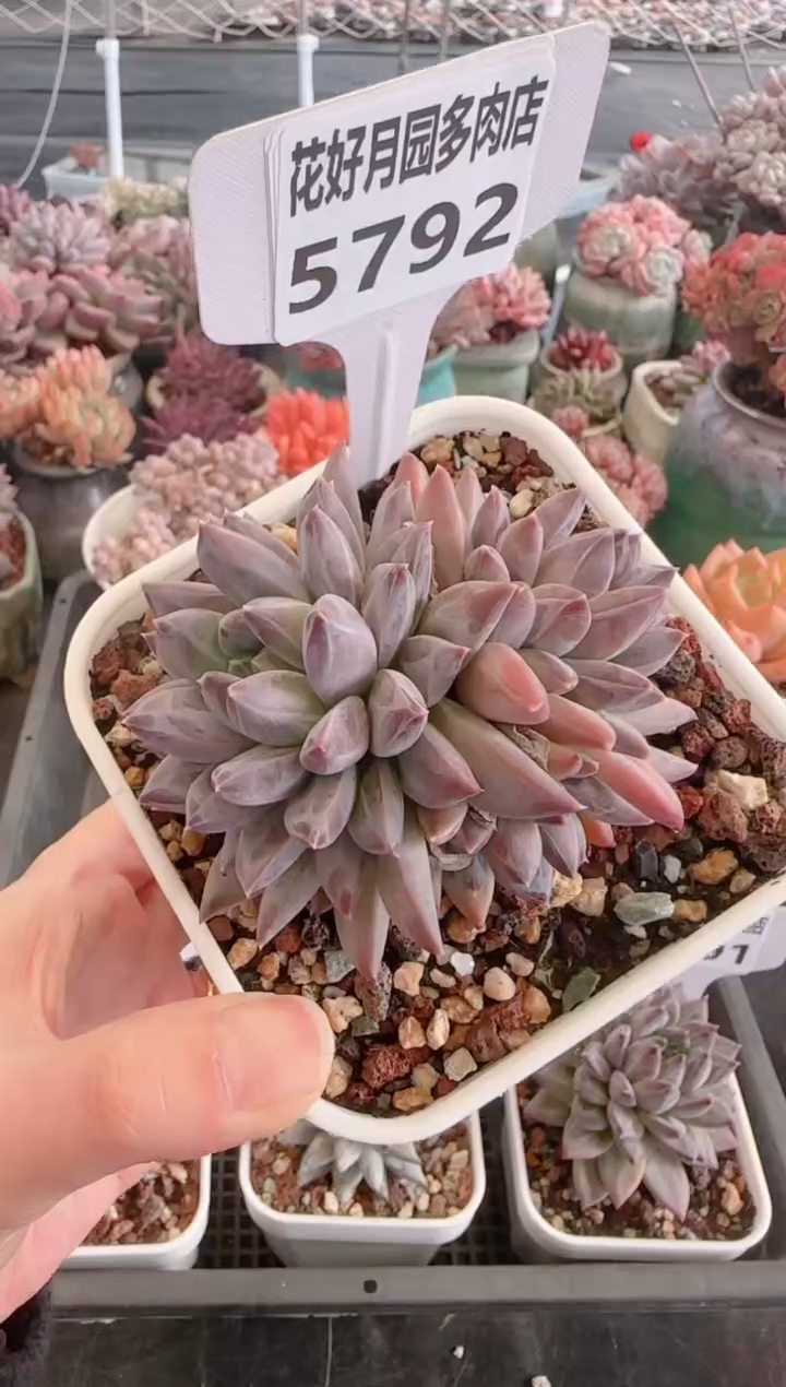 【闪购商品】5792.