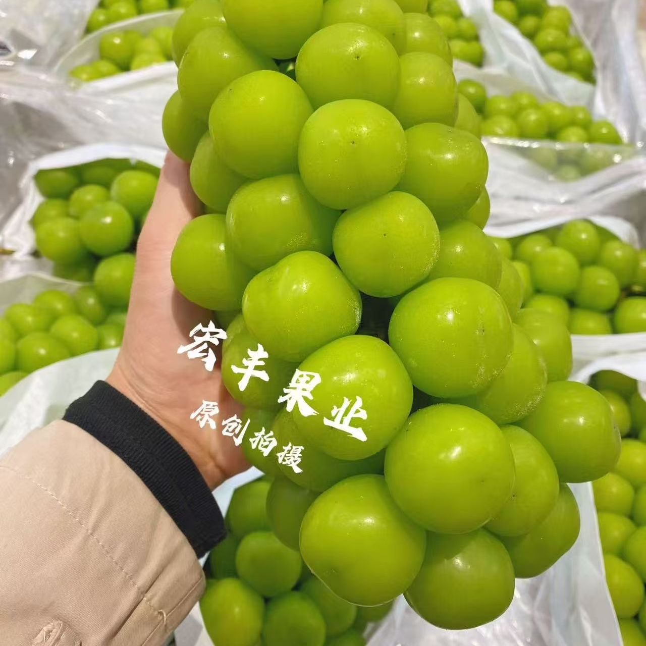 阳光玫瑰青提2斤云南省