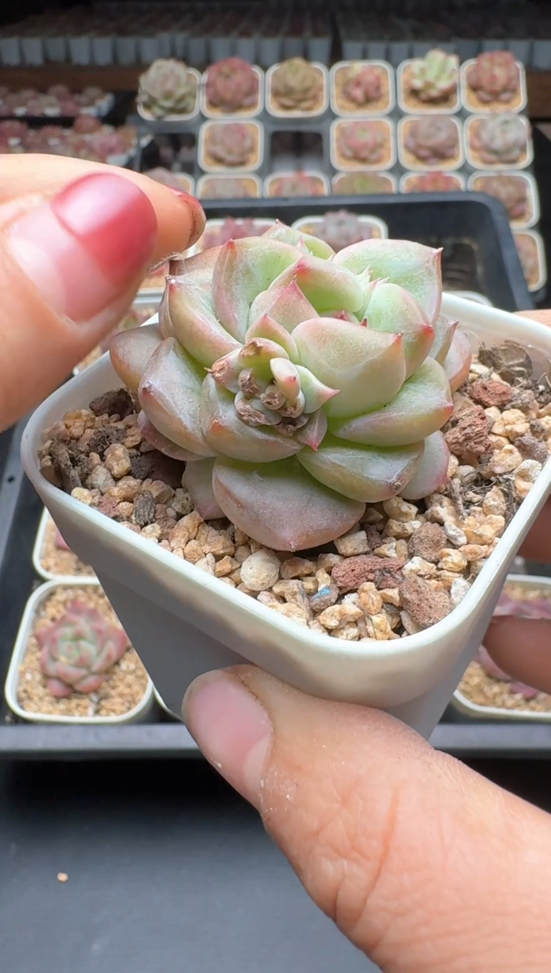 【闪购商品】256A号一物一拍多肉花卉植物拍3颗起发