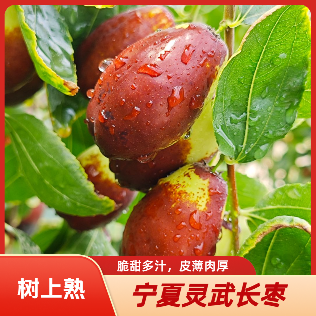 宁夏灵武长枣树熟新鲜水果产地直发脆甜多汁皮薄肉厚顺丰包邮1商品图