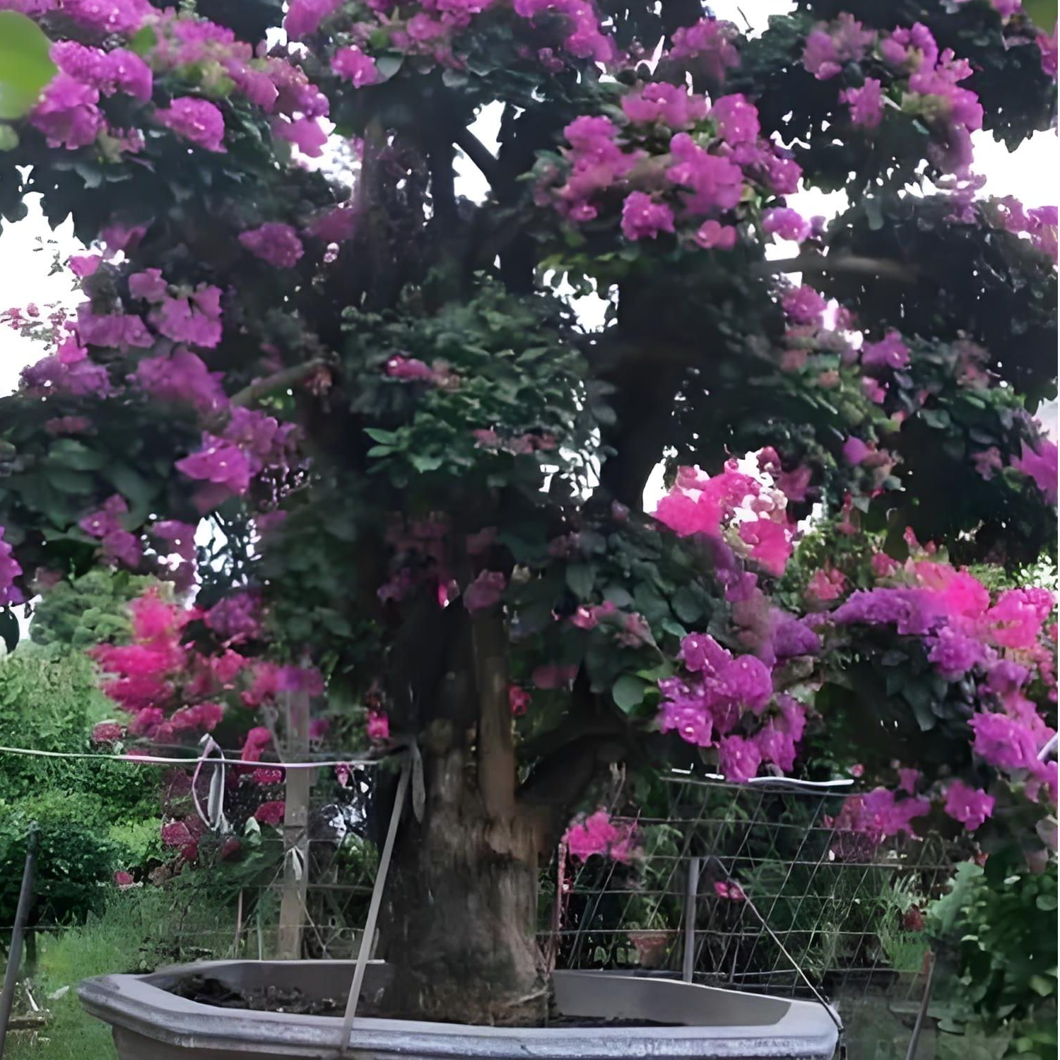 三角梅云南紫直播间一物一拍护心土发货不适用保鲜剂正常掉花落叶