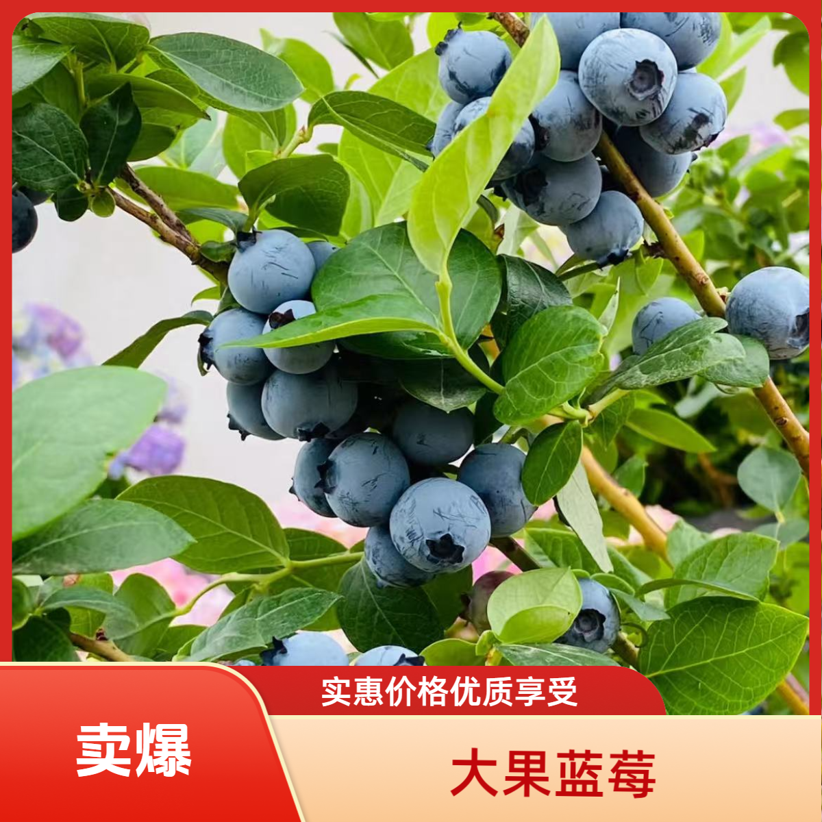 南枳南北方种植 大果蓝莓树苗