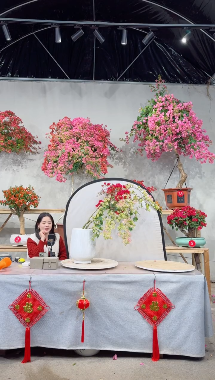 【闪购商品】盆景绿樱