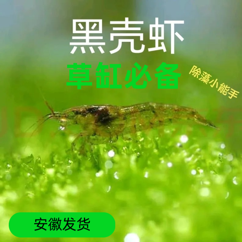 鲜活黑壳虾观赏虾冷水除藻虾清洁工具虾