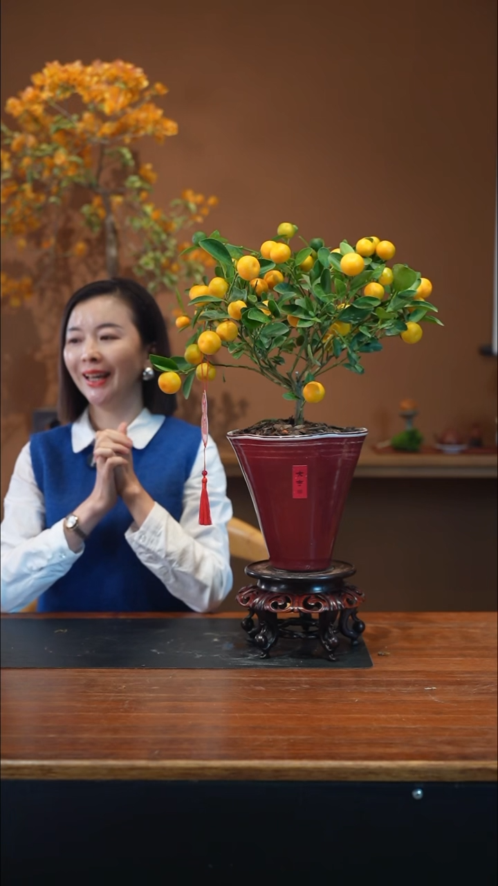 全部花朵口****吉小金橘高红盆景盆景盆景
