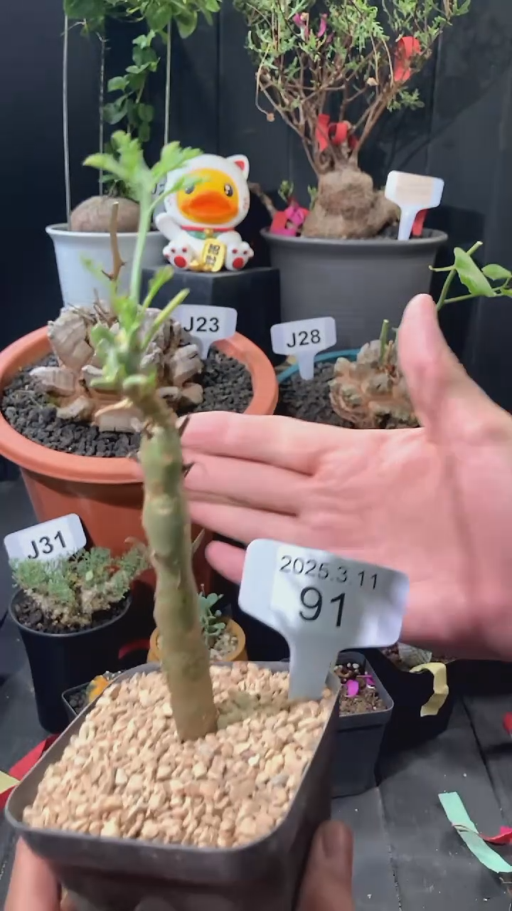 【闪购商品】香水洋葵3.11.    91