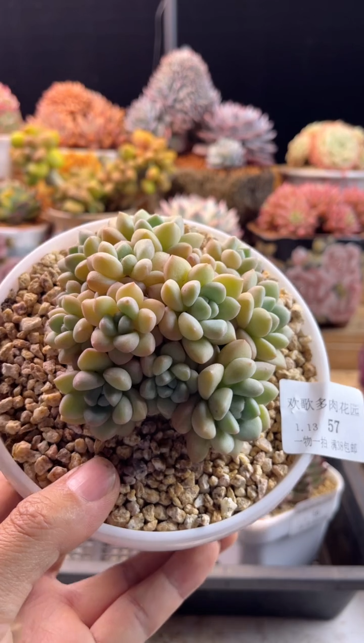 【闪购商品】1.13-57泡泡糖