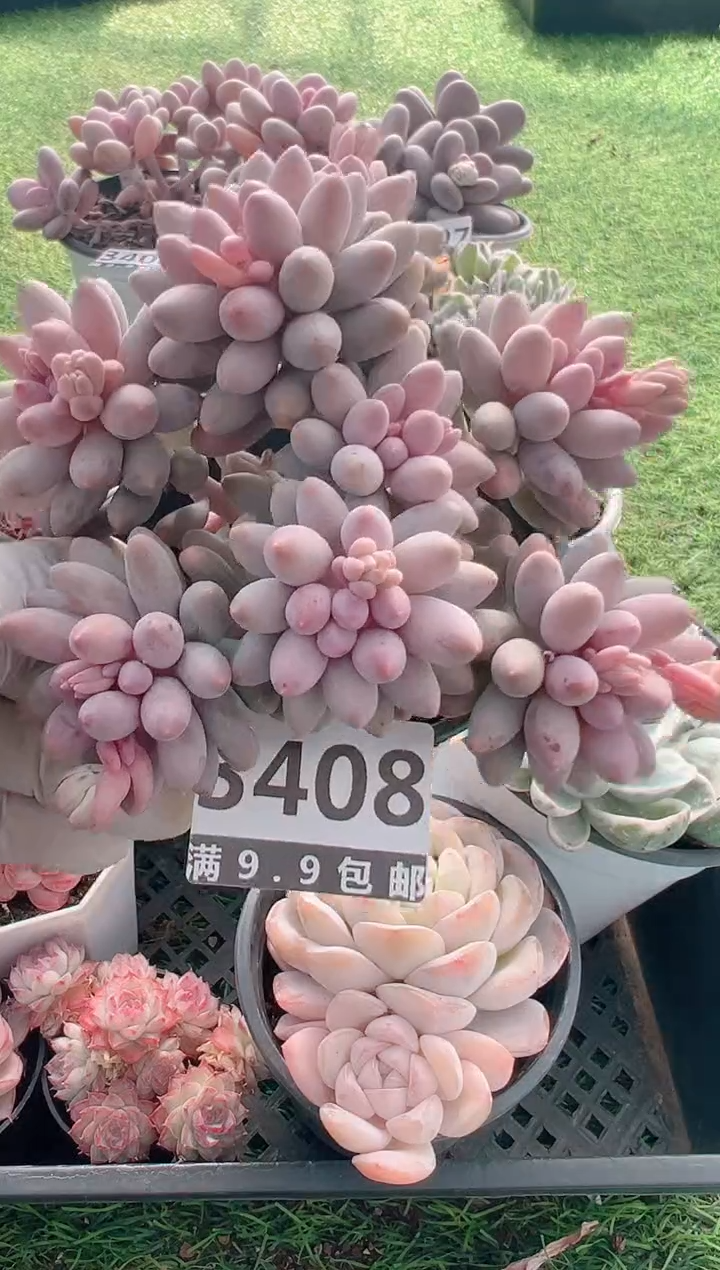 【闪购商品】信福多肉一物一拍1